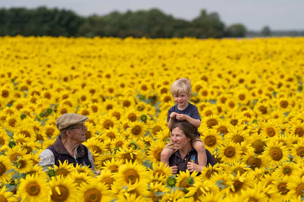Nicholas Watts, left with his daughter Lucy Taylor and grandson Ralph, three, amongst their crop of sunflowers (Joe Giddens/PA)