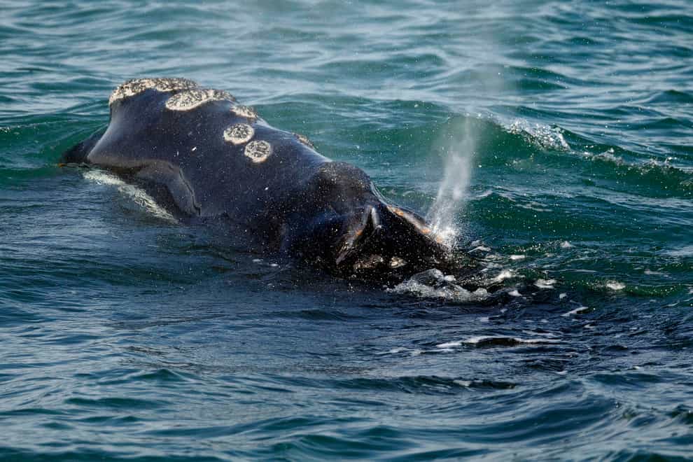 A North Atlantic right whale feeds on the surface off Cape Cod bay (Michael Dwyer/AP)