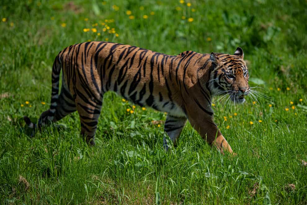 Dash is said to have settled into his new surroundings (Chester Zoo/PA)