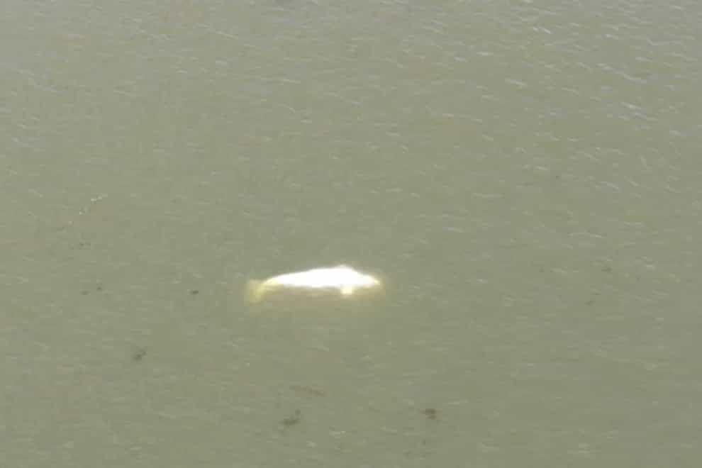 In this image taken from video footage run by the French fire services of the Eure region (SDIS27) shows a Beluga whale in the Seine river in Saint-Pierre-la-Garenne, west of Paris (SDIS27 via AP)