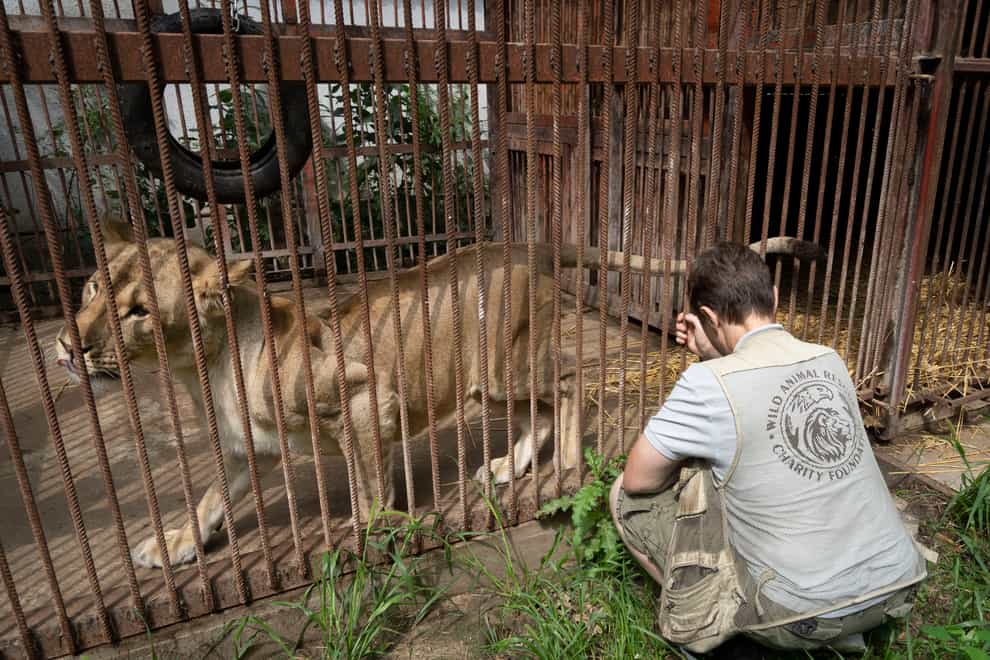 Natalia Popova, 50, sits next to a lion cage at her animal shelter in Kyiv region, Ukraine (Efrem Lukatsky/AP)