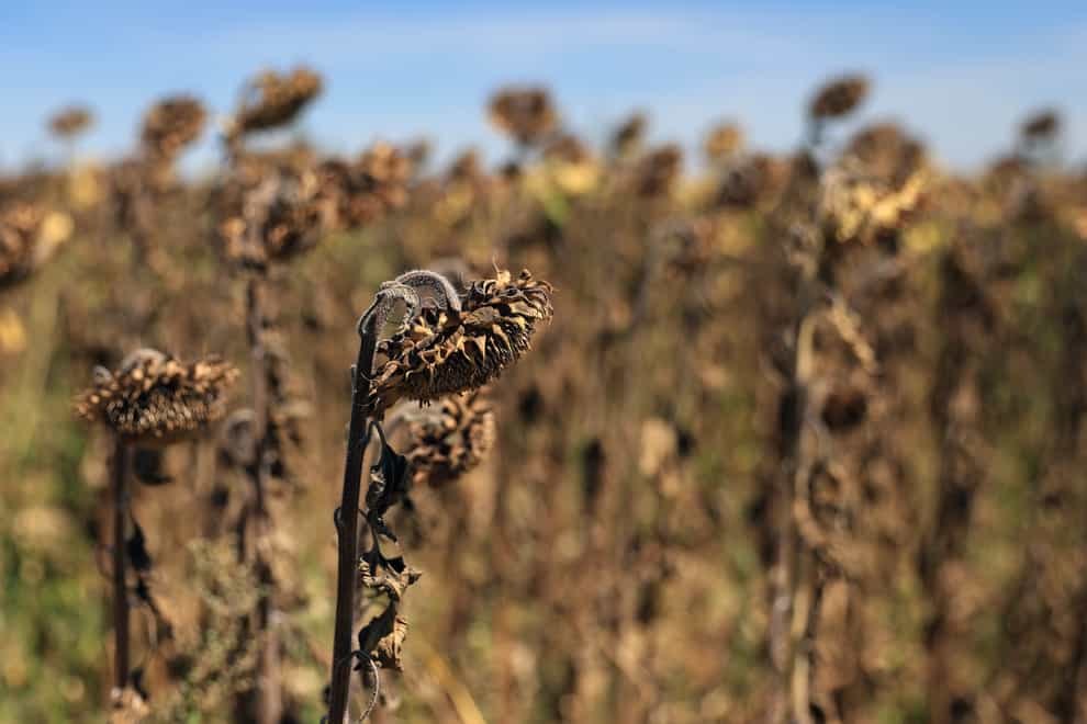 Sunflowers suffer from lack of water, as Europe is under an unusually extreme heat wave, in Beaumont du Gatinais, 60 miles south of Paris, France, Monday, Aug. 8, 2022. France is this week going through its fourth heatwave of the year as the government warned last week that the country is faced with the most severe drought ever recorded. Some farmers have started to see a decrease in production especially in fields of soy, sunflowers and corn. (AP Photo/Aurelien Morissard)