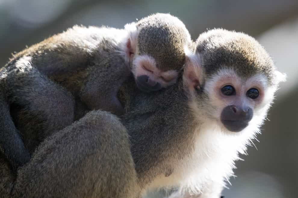Primates live in a wide range of tropical, subtropical and temperate forests, and woodlands (Andrew Matthews/PA)