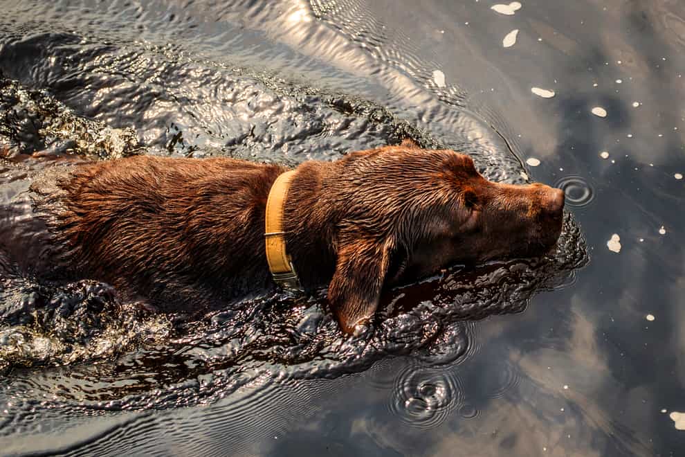 A dog cools down with a swim in the River Wharfe near Ilkley in West Yorkshire (Danny Lawson/PA)