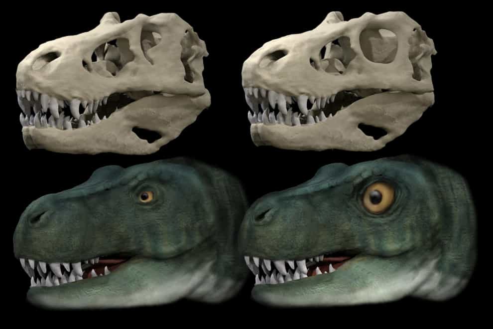Dinosaurs evolved different eye socket shapes to allow stronger bites – study (Stephan Lautenschlager/ University of Birmingham)
