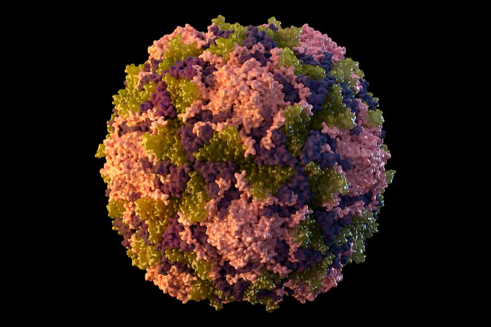 A polio virus particle (Sarah Poser, Meredith Boyter Newlove/CDC via AP)