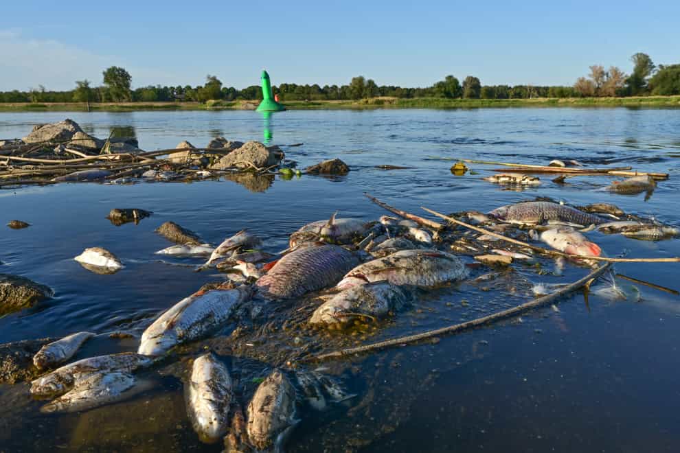 Dead fish float in the shallow waters of the German-Polish border River Oder (Patrick Pleul/dpa/AP)