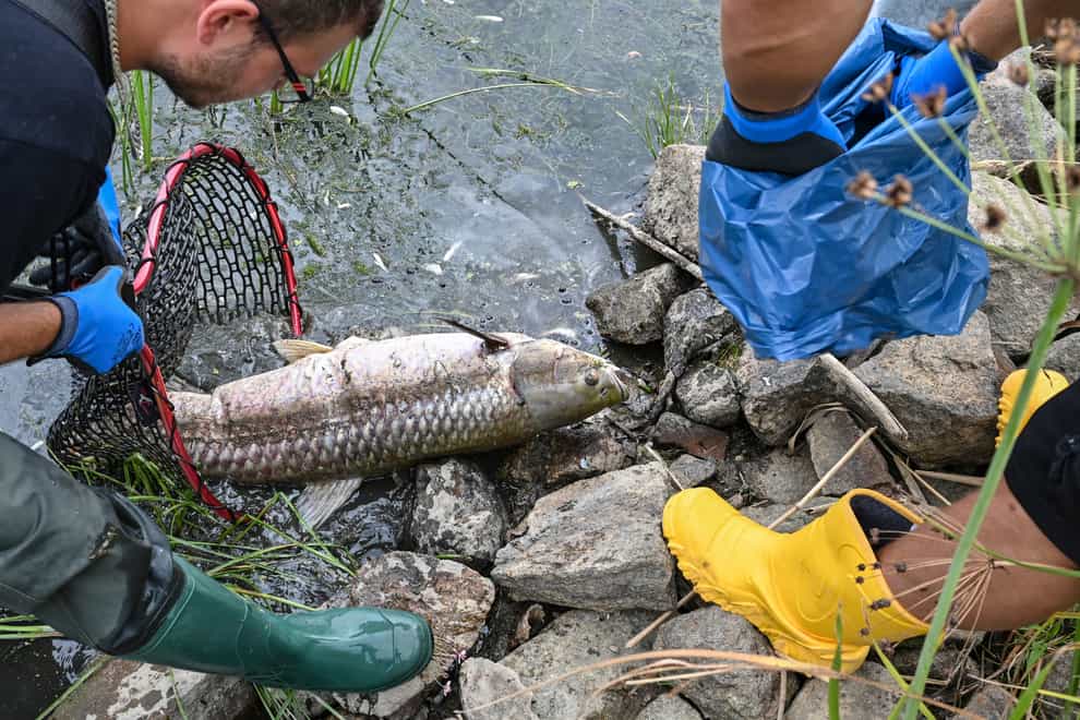 Volunteers recover dead fish from the water of the German-Polish border river Oder in Lebus (AP)