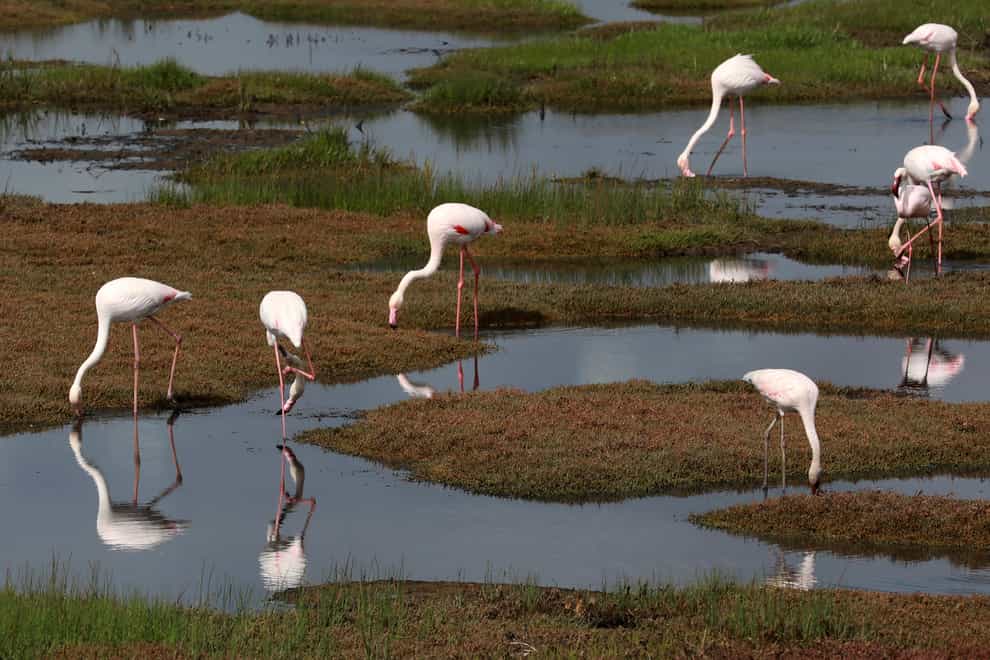 Flamingos are among the species at risk (Nardus Engelbrecht/AP)
