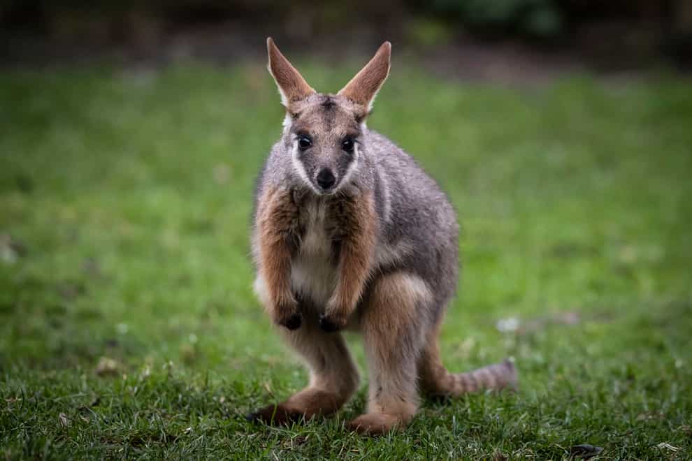 A wallaby has been found safe and well after three days on the run in Co Tyrone (Danny Lawson/PA)
