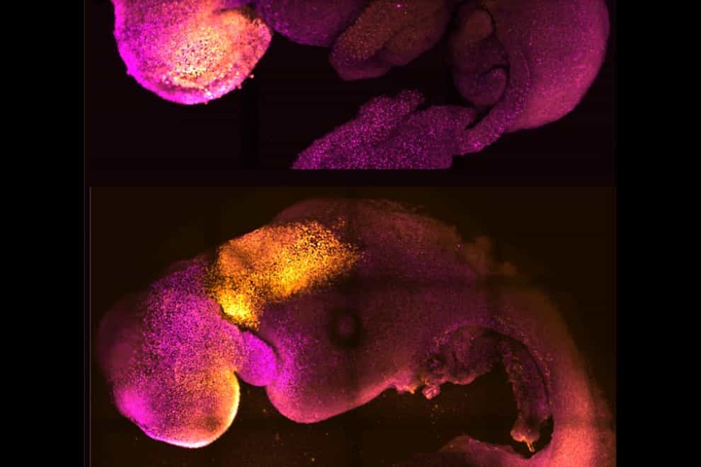 Natural and synthetic embryos (Amadei and Handford/University of Cambridge)