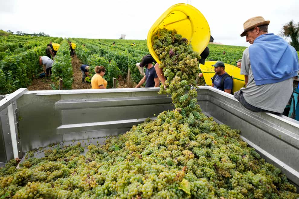 Workers collect white grapes of sauvignon in the Grand Cru Classe de Graves of the Château Carbonnieux, in Pessac Leognan, south of Bordeaux, south-western France (Francois Mori/AP)