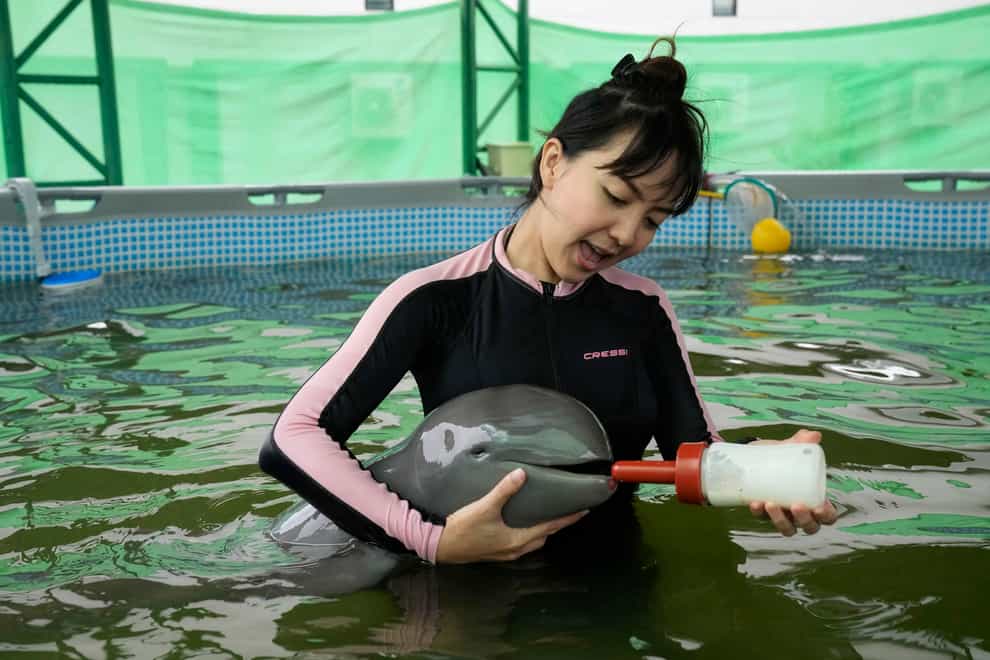 Volunteer Thippunyar Thipjuntar feeds a baby dolphin named Paradon with milk at the Marine and Coastal Resources Research and Development Centre in Rayong province in eastern Thailand (Sakchai Lalit/AP)