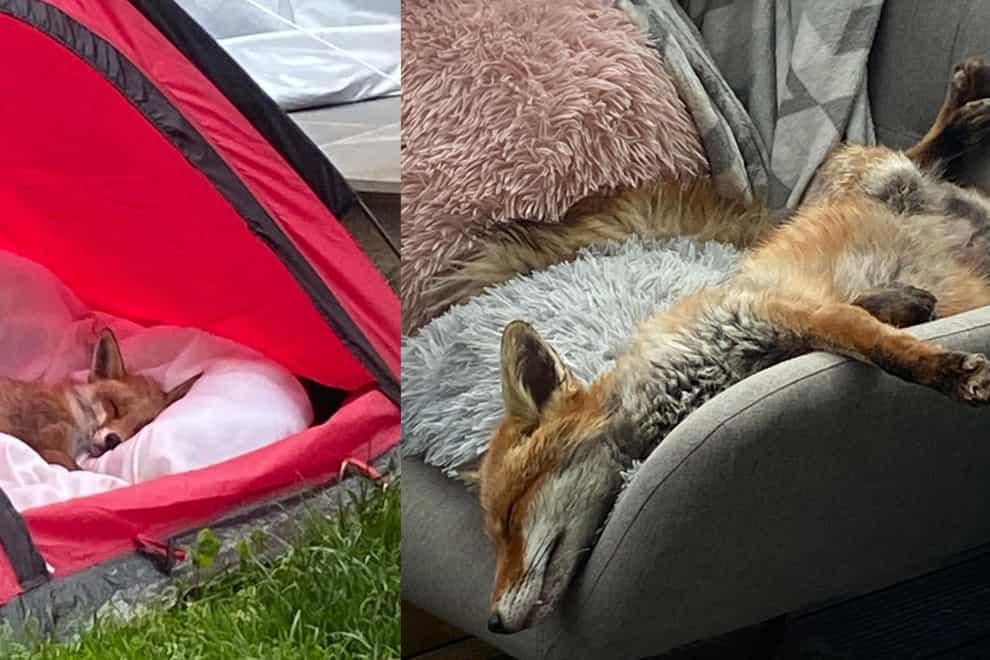 The family bought a tent for the injured fox to sleep in. (Elizabeth Wink/PA)