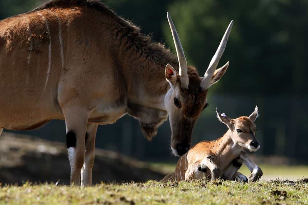 An employee at an animal park in south-western Sweden has been gored to death by an eland (Andrew Milligan/PA)