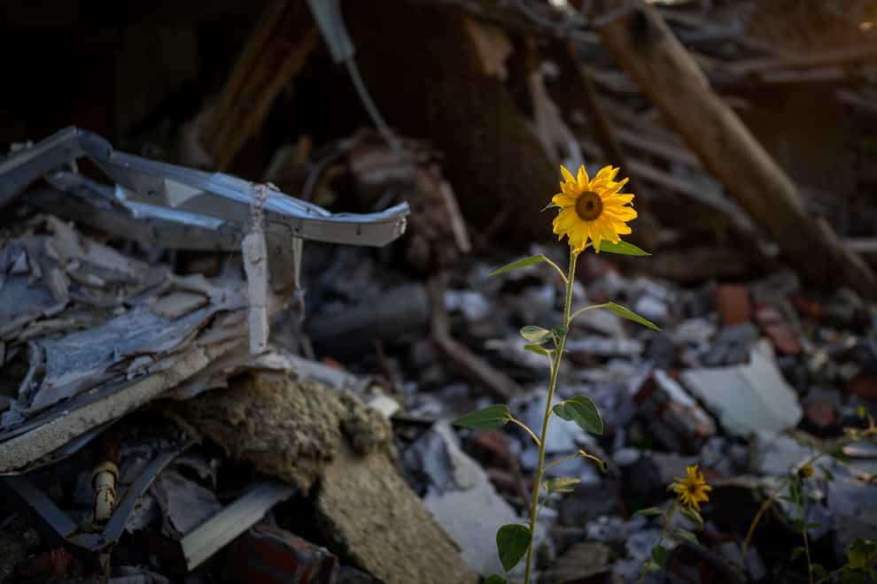 Sunflowers grow amid the rubble of Vladimir’s house after being bombed by Russians in Chernihiv, Ukraine (Emilio Morenatti/AP)
