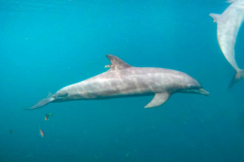 Rocky the dolphin swims at the Umah Lumba Rehabilitation, Release and Retirement Centre in Banyuwedang Bay, West Bali, Indonesia (DolphinProject.com/AP)