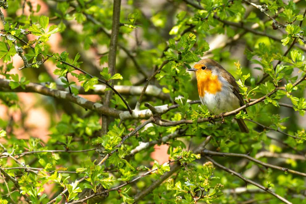 Robin sitting on a hawthorn tree (Alamy/PA)