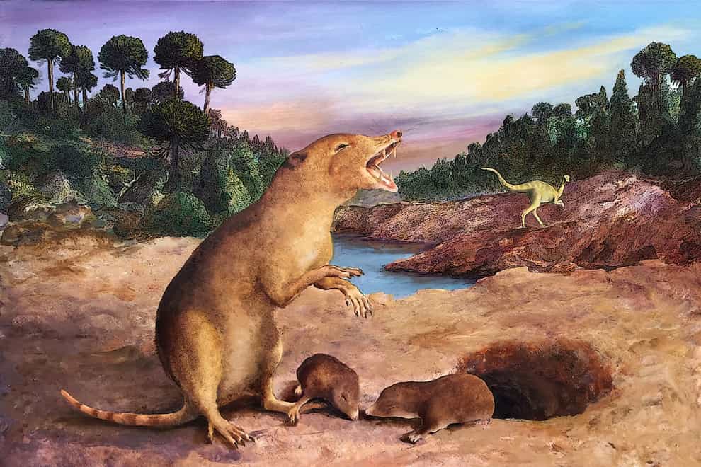 Brasilodon quadrangularis, the earliest known mammal, has been identified using fossil tooth records (2022 Anatomical Society/Wiley)