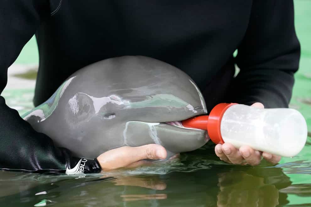 Volunteer Tosapol Prayoonsuk feeds the dolphin calf (Sakchai Lalit/AP)