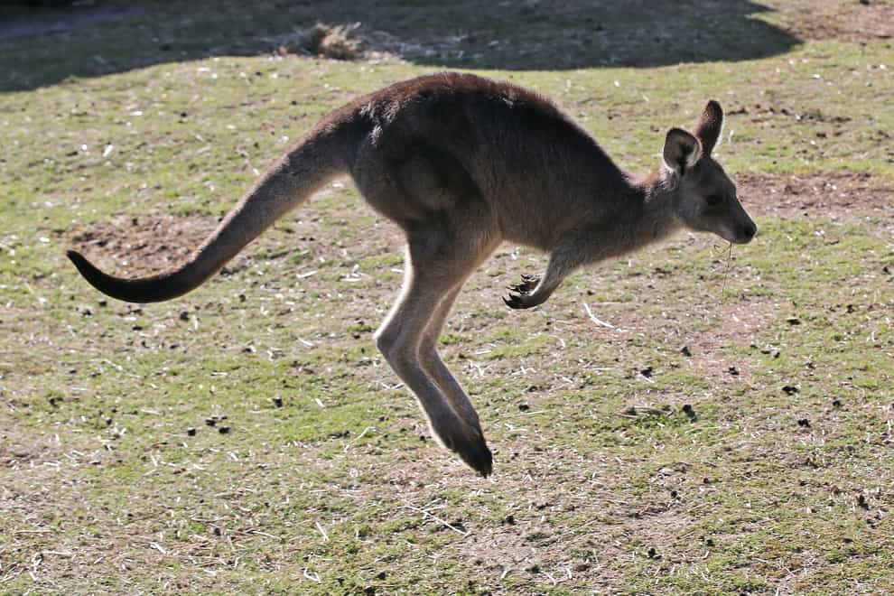 Grey kangaroos are common in Western Australia (Rob Griffith/AP)