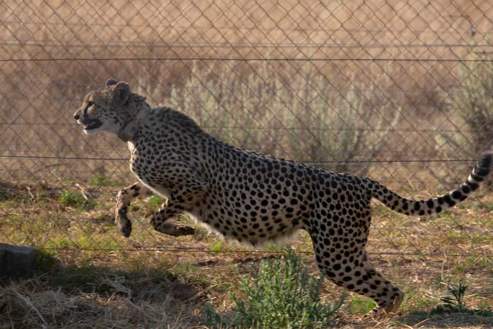Cheetahs to be flown to India in attempt at reintroduction after 70 years (Denis Farrell/AP)