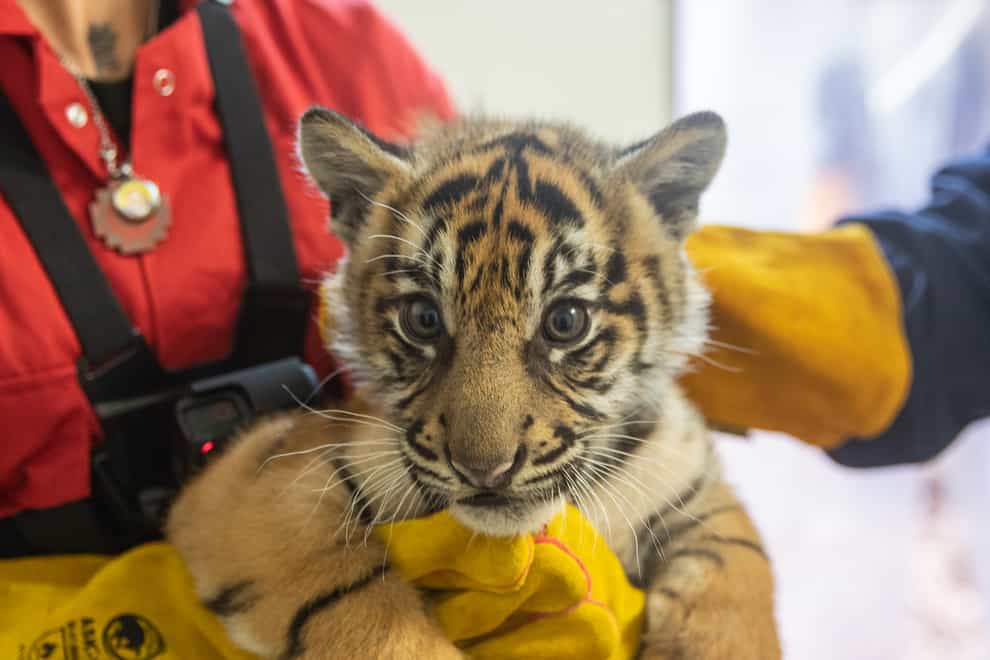 The tiger cubs were all confirmed to be ‘super strong’ after their first health check (ZSL London Zoo)