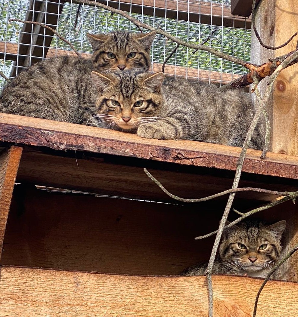 Almost two dozen wildcat kittens have been born (RZSS/Saving Wildcats/PA)