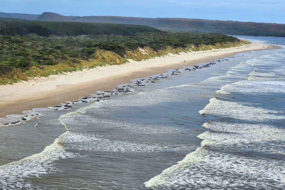 Whales stranded on Ocean Beach at Macquarie Harbour on the west coast of Tasmania of Australia (Department of Natural Resources and Environment Tasmania/AP)