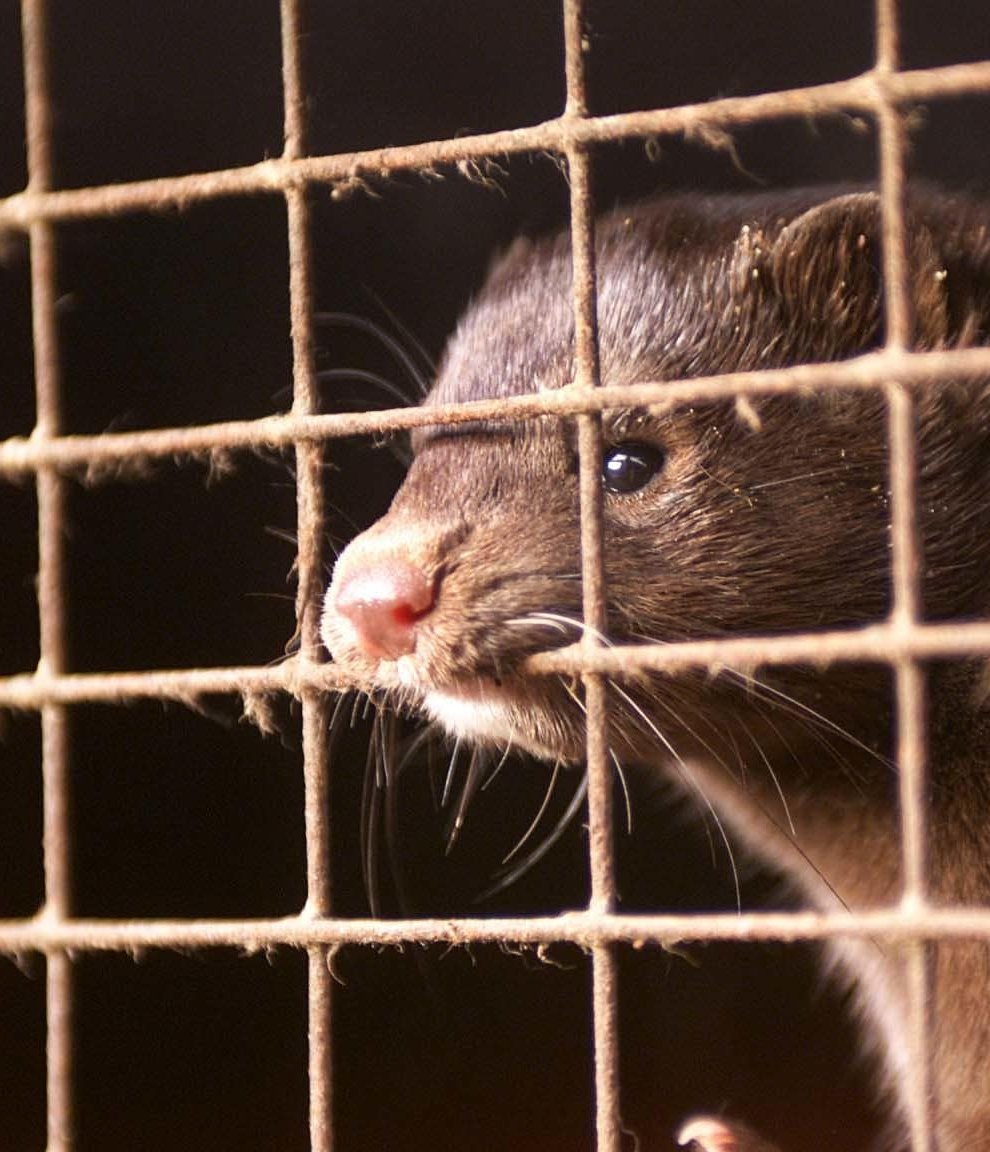 Mink farming is to resume in Denmark (Chris Ison/PA)