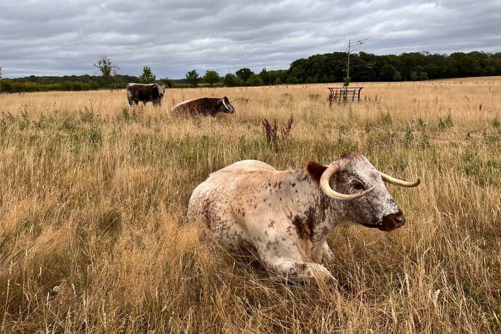 Long horn cattle at Ewhurst Park (Emily Beament/PA)