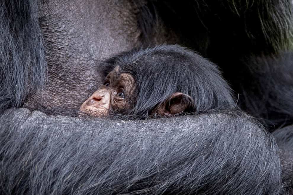 Family ties give animals reasons to help or harm as they age, research suggests (Peter Byrne/PA)