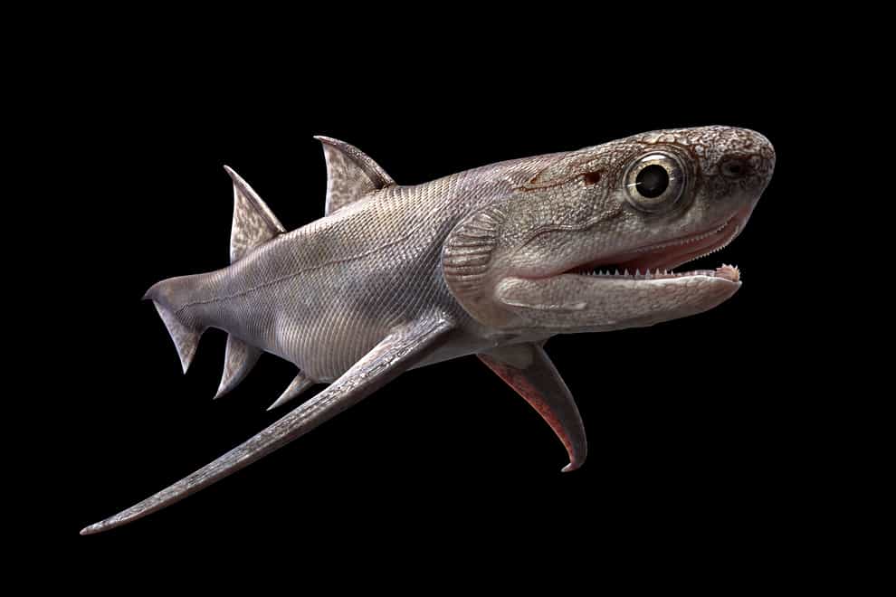 Researchers say ancient shark-like fish appeared much earlier than previously thought (Heming Zhang/PA)