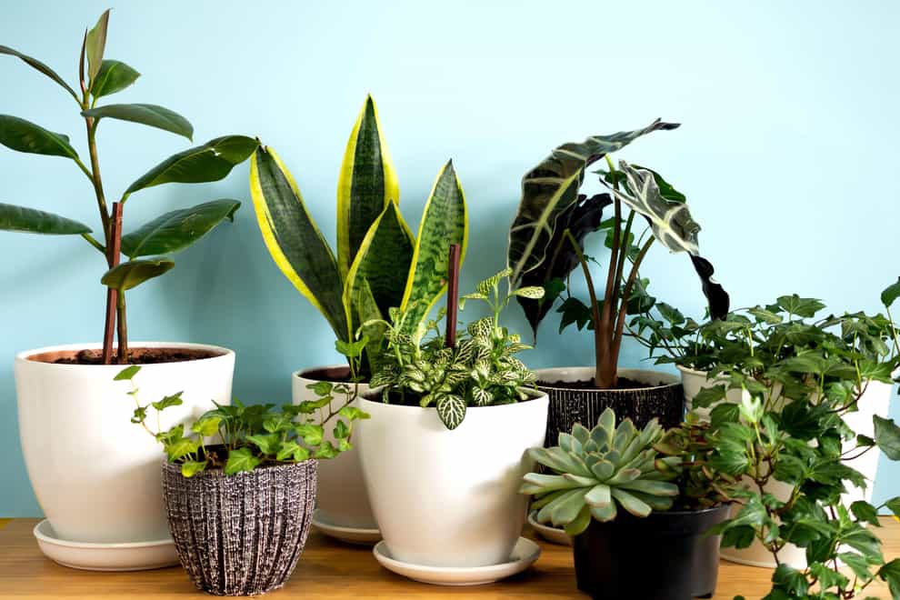 Fill your home with greenery (Alamy/PA)
