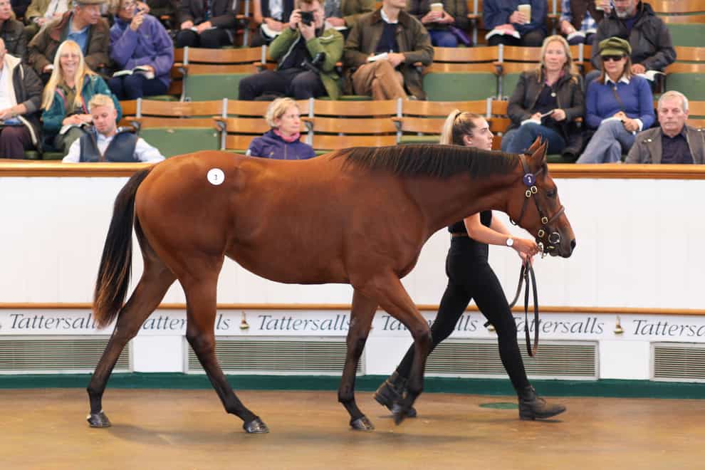 Lot 3 consigned by Meon Valley Stud sold to Godolphinfor £1.3- million on day one of the Tattersalls October Yearling Sale Book One (Tattersalls)