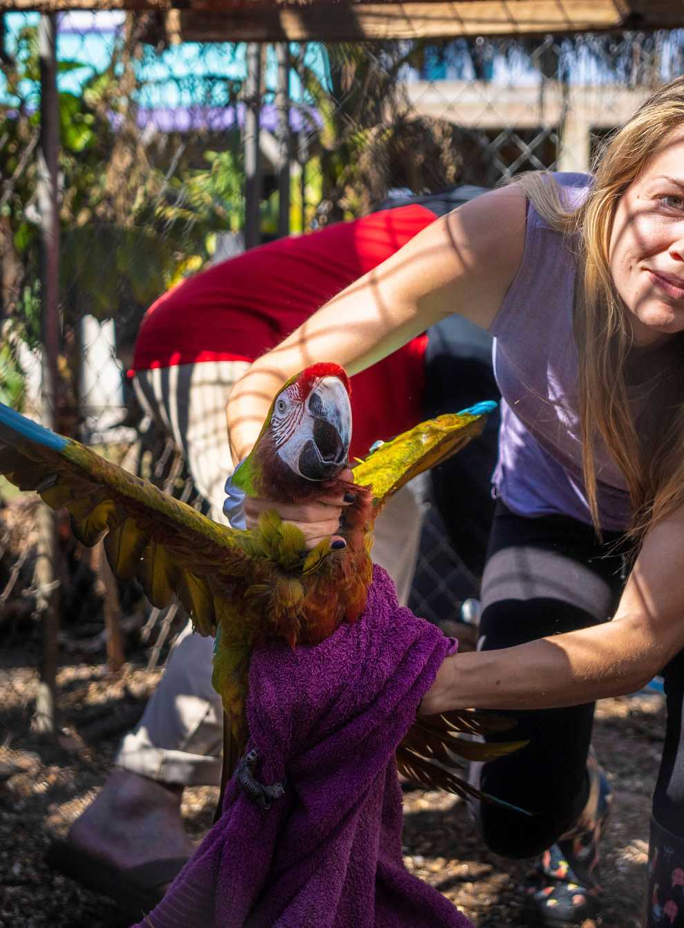 Alexis Highland handles a parrot at the Malama Manu Sanctuary in Pine Island (AP)