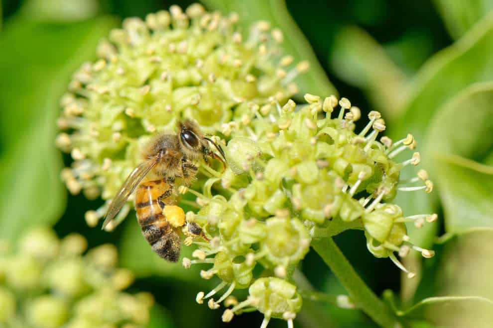How to keep bees happy in autumn (Alamy/PA)