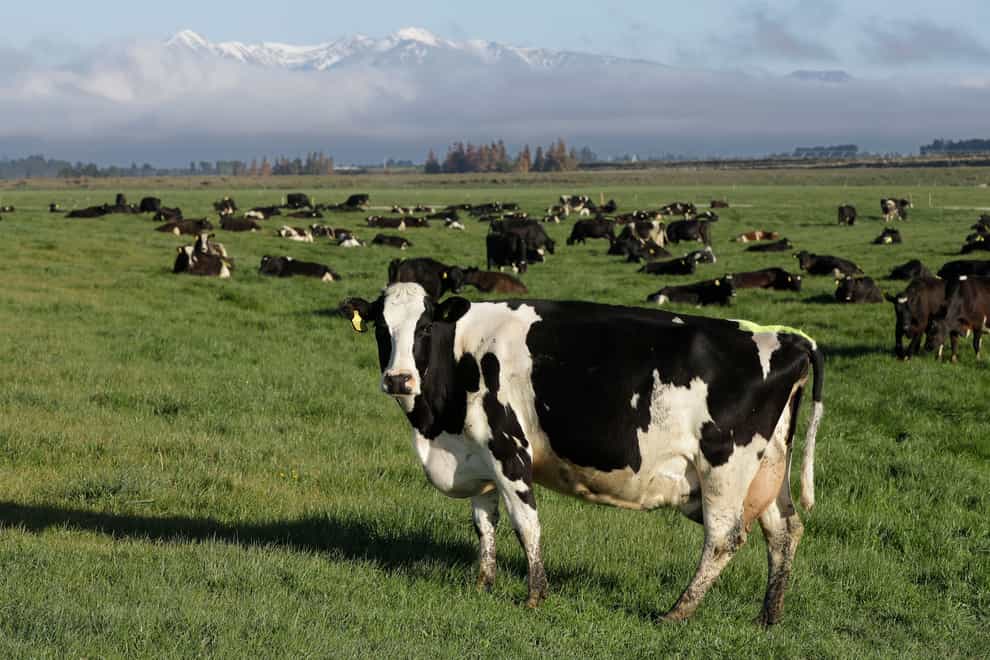 Dairy cows graze on a farm near Oxford in the South Island of New Zealand (Mark Baker/AP)