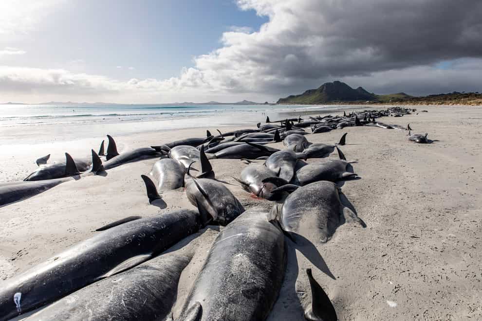 A string of dead pilot whales line the beach at Tupuangi Beach, Chatham Islands, in New Zealand’s Chatham Archipelago (AP)
