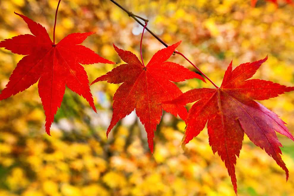 There are a variety of different types of Japanese maple to choose from (Alamy/PA)