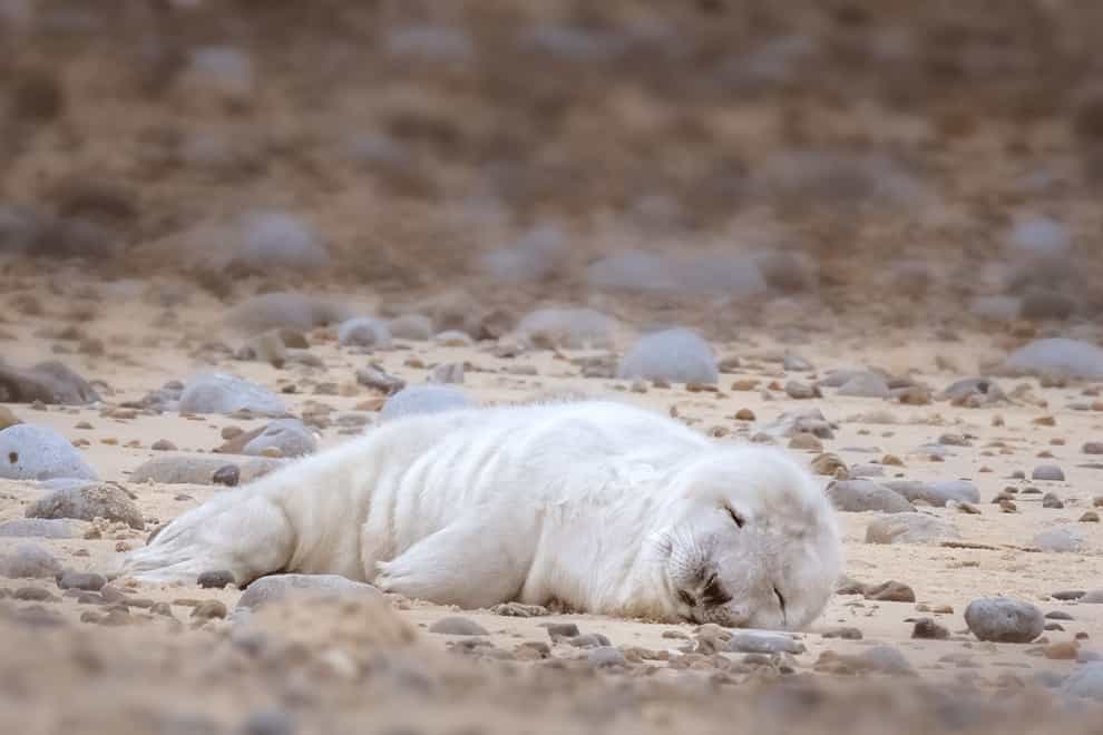 The first grey seal pup of the year has been born at Blakeney Point in Norfolk, England’s largest colony. (Hanne Siebers/National Trust Images/PA)
