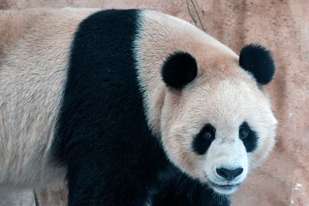 A male Panda sent by China to Qatar as a gift for the World Cup (AP)