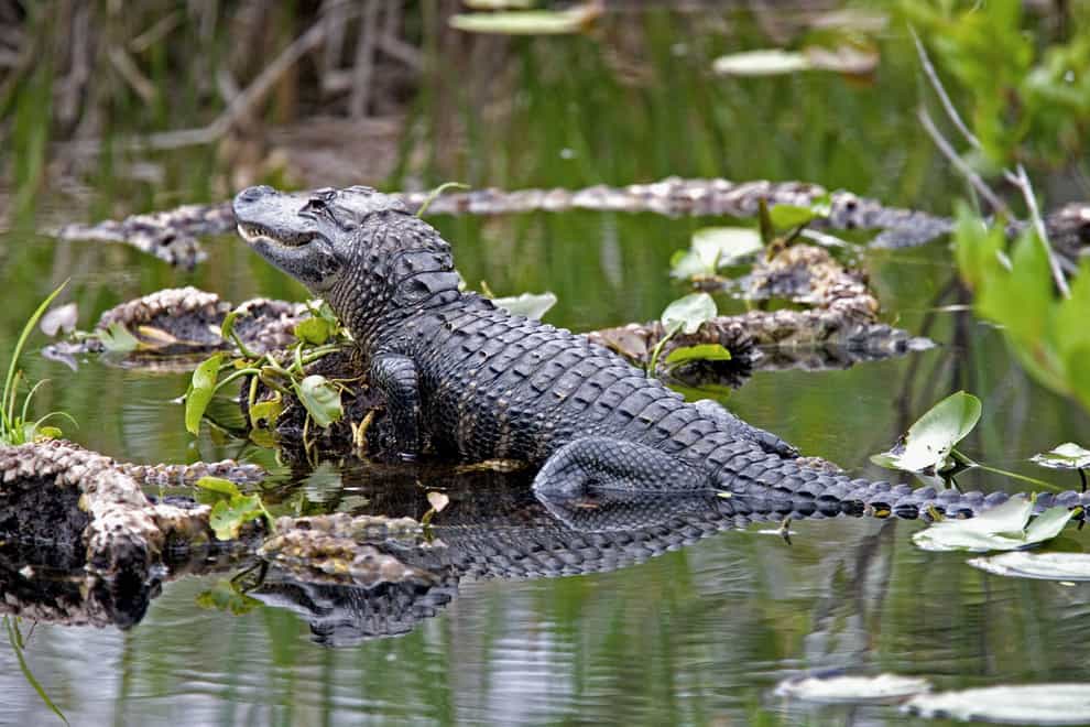 Idaho Fish and Game officials are asking the public for help with a particularly unusual find — a 3.5-foot alligator that was discovered hiding in shrubbery (Alamy/PA)