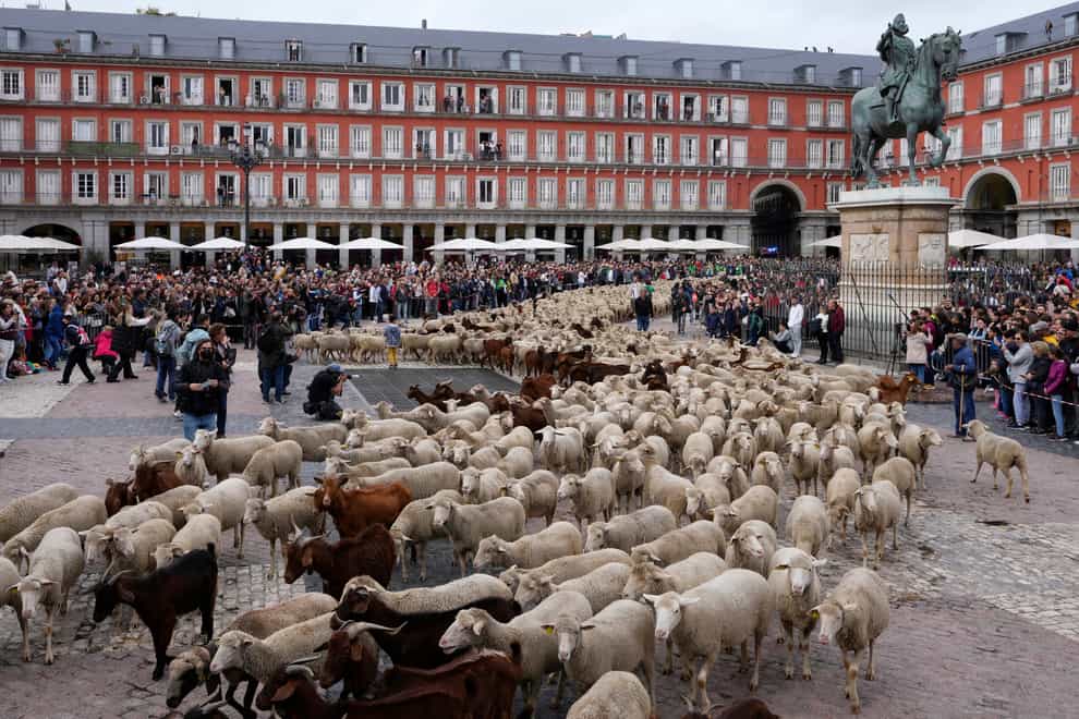 Sheep and goats cross Plaza Mayor in central Madrid (Paul White/AP)