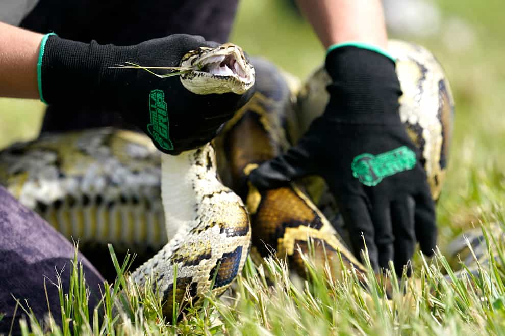 A South Florida teenager captured 28 Burmese pythons during a 10-day competition that was created to increase awareness about the invasive species, and the threats they pose to the state’s ecology (Lynne Sladky/AP)
