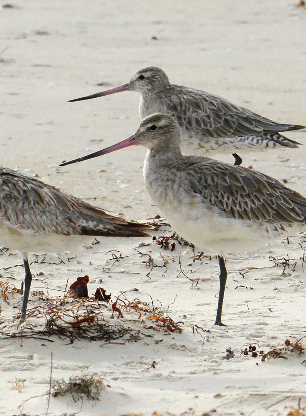 Bar-tailed godwits stand on the beach at Marion Bay in Australia’s Tasmania state (Eric Woehler via AP)