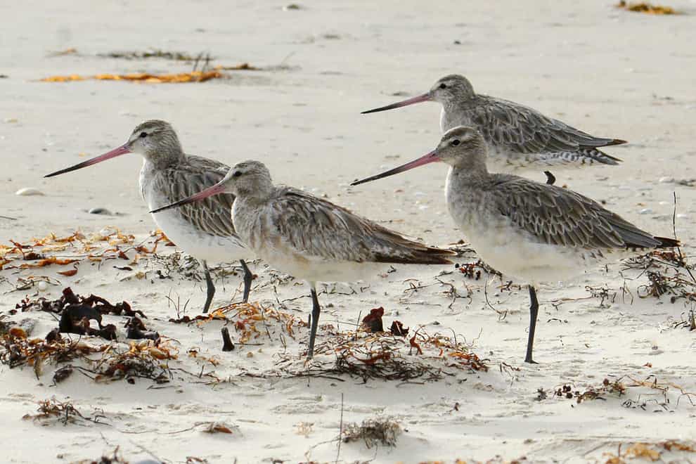 Bar-tailed godwits stand on the beach at Marion Bay in Australia’s Tasmania state (Eric Woehler via AP)