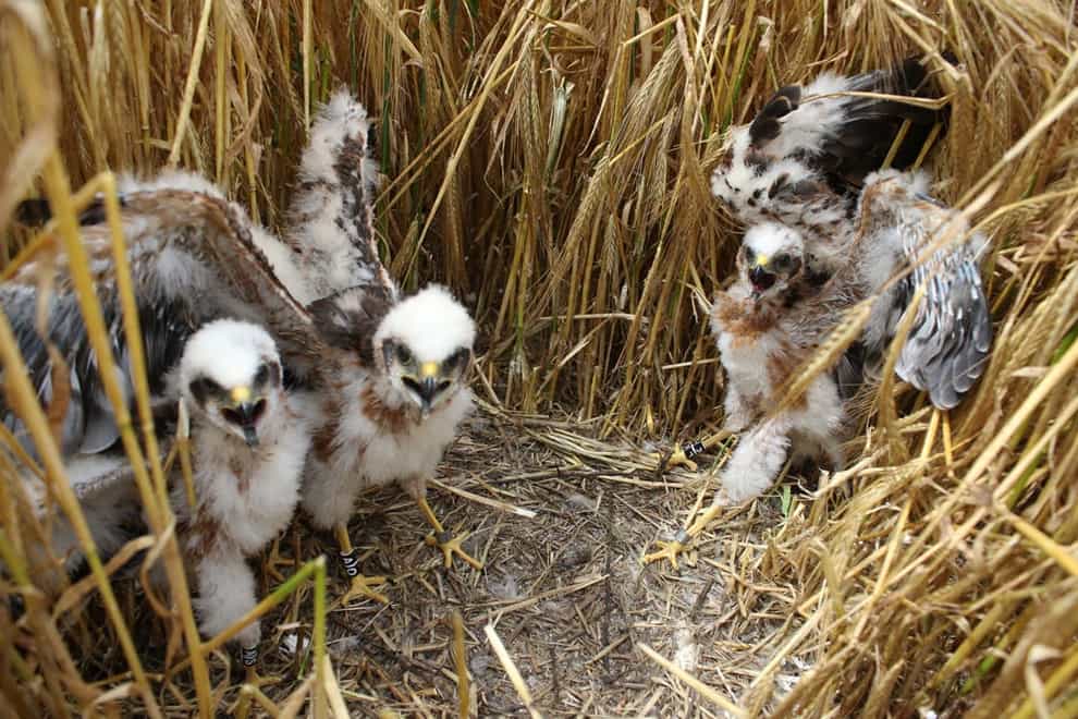 Montagu’s harrier chicks in a 2016 Wiltshire nest (Mark Thomas/PA)