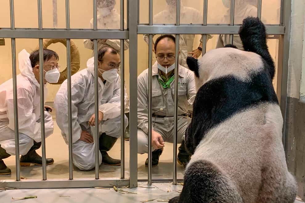 Chinese Panda experts Wei Ming and Wu Honglin with Tuan Tuan at the Taipei Zoo (Taipei Zoo via AP)