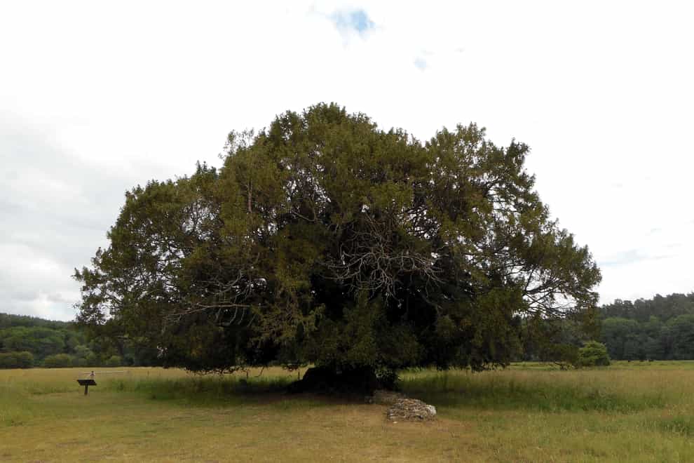 The Waverley Abbey yew (The Woodland Trust)